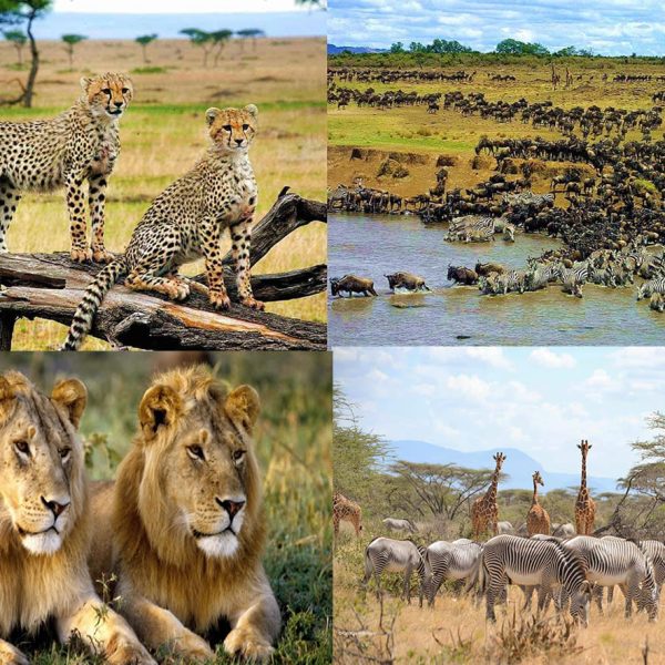 Best tours and travel company in Kenya