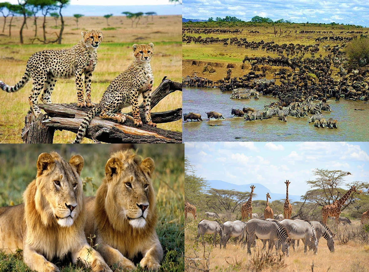 Best tours and travel company in Kenya